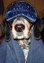 Chester Copperpot - Bluetick Coonhound profile picture