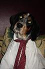 Chester Copperpot - Bluetick Coonhound profile picture