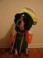 Chester Copperpot - Bluetick Coonhound profile picture