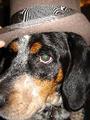 Chester Copperpot - Bluetick Coonhound profile picture