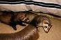 Mad Mustelids - The KrazyKids profile picture