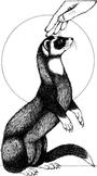 Mad Mustelids - The KrazyKids profile picture