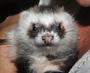 Mad Mustelids - The KrazyKids profile picture