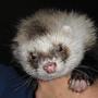 Mad Mustelids - The KrazyKids profile picture