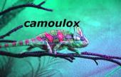 camoulox profile picture