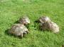 Tortoise Protection Group profile picture