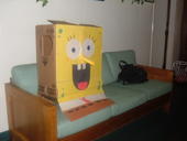 The Real Spongebob Squarepants profile picture