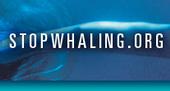 Stopwhaling.org profile picture