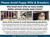 STOP PUPPYMILLS BOYCOTT PET SHOPS profile picture