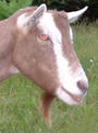 Bad Goat profile picture