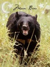 Moon Bear profile picture