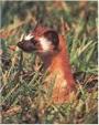 Weasel profile picture