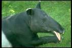 tapir_world