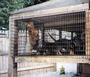 STOP PUPPY MILLS! BOYCOTT PET STORES! profile picture