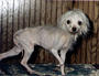 STOP PUPPY MILLS! BOYCOTT PET STORES! profile picture