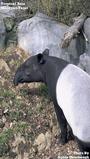 tapir profile picture