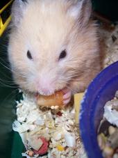 Twinkie the Hamster profile picture