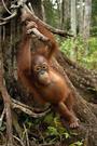 PALM OIL CRISIS profile picture