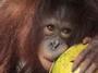 PALM OIL CRISIS profile picture