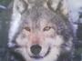 B3W@R3 OF +H3 WH!+3 WOLF profile picture