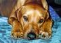 Rhodesian Ridgebacks profile picture