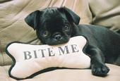 blackpugmrt