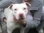 Laceys NEW DAWN PET RESCUE and animal rights page profile picture