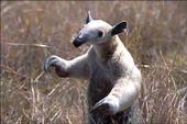 Tamandua profile picture