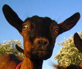 crazysexygoat