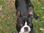 Baxter the Boston Terrier profile picture