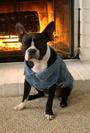 Baxter the Boston Terrier profile picture