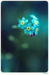 blue_flowers21