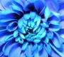 blue_flowers!^^ profile picture