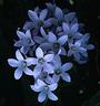 blue_flowers!^^ profile picture