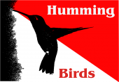 Humming Birds profile picture