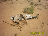 DARFUR GENOCIDE profile picture