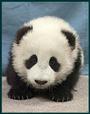 DJ King Panda profile picture