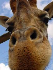 The Tallest Giraffe profile picture