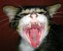 Evil Kitty With Rabies Films profile picture