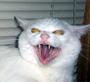 Evil Kitty With Rabies Films profile picture