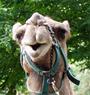 Camel profile picture