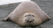 elephantseal