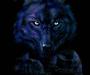 WolfSpawn profile picture