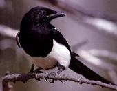 british bird songs profile picture