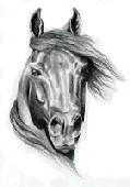 Hills Horse Appraisals profile picture