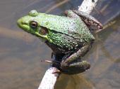 Frog profile picture