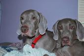 Amadeus and Shiner ze Fabulous TWIN WEIMARANERS! profile picture