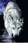 Spirit DoG profile picture