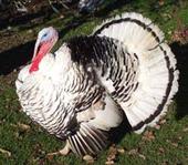 Mr.Turkey profile picture