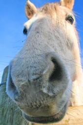 Lluest Horse and Pony Trust profile picture